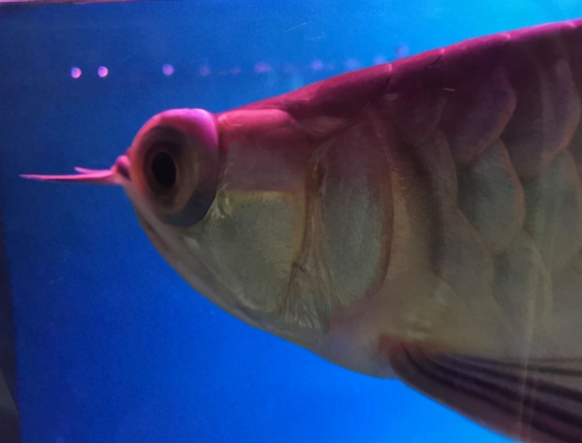 龙鱼疾病治疗视频,龙鱼常见病100种