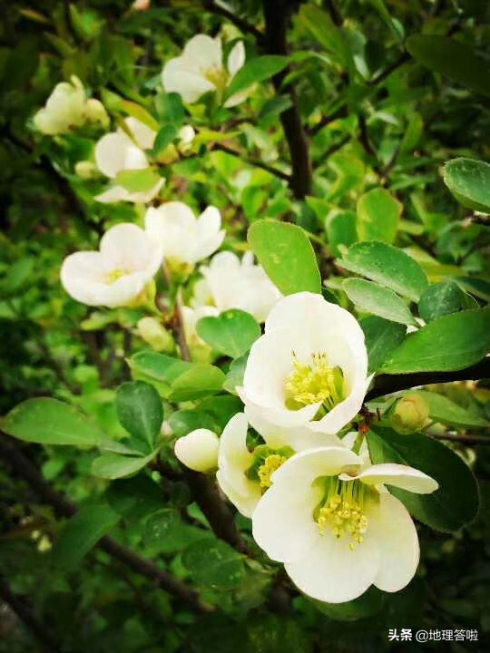 钓鱼台饭店济南,钓鱼台宾馆的北国风光