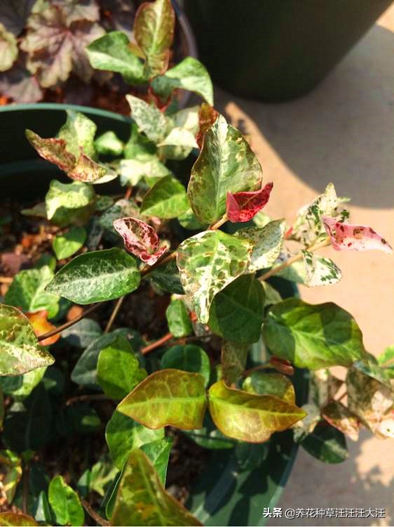 花叶络石要想叶更“花”，养护需要做好这几点，否则花叶变绿叶