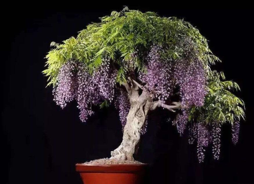 紫藤花有仙气吗怎么养,紫藤的养护方法