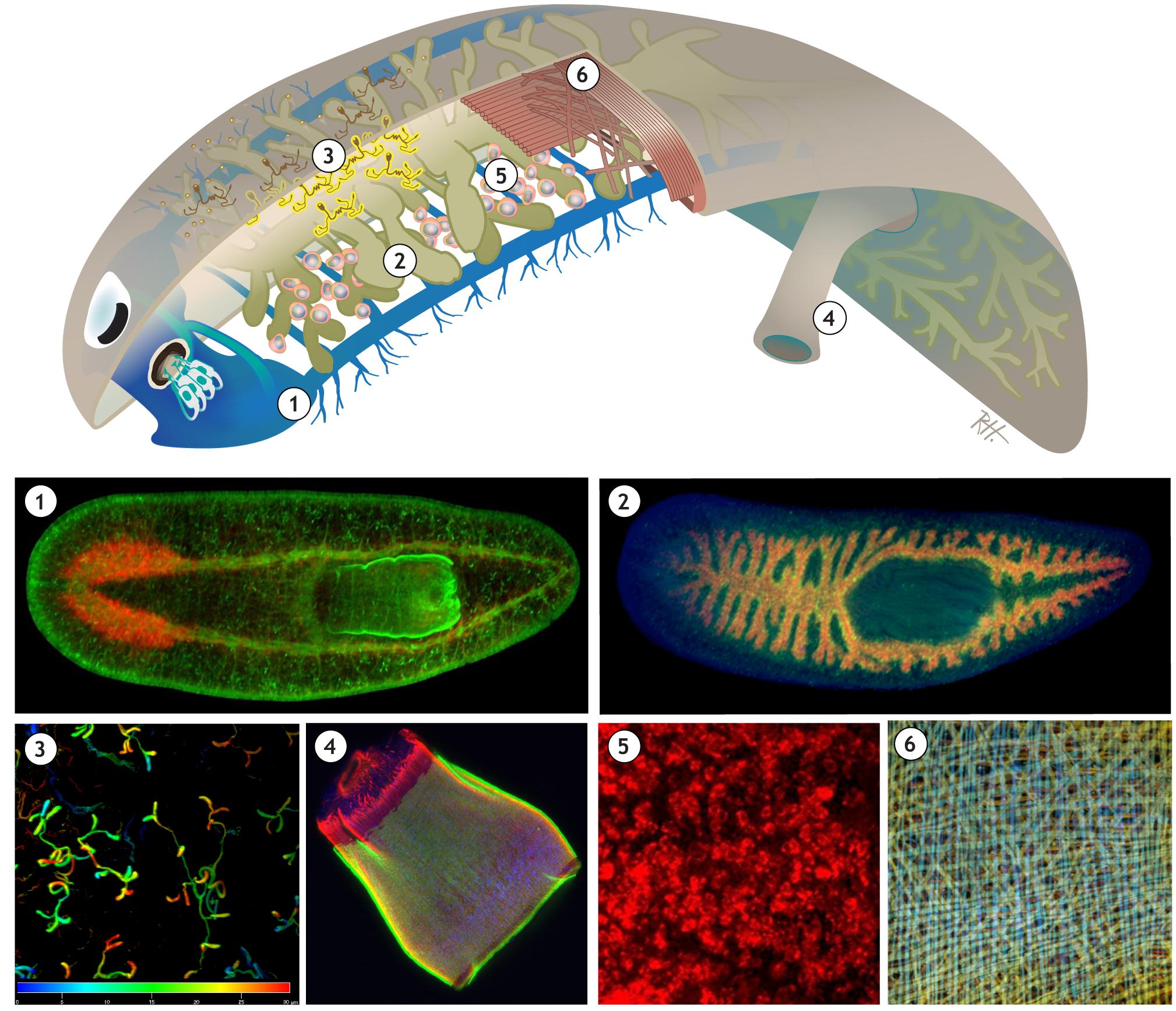 科学家发现的神秘恐怖生物,科学家发现的恐怖生物