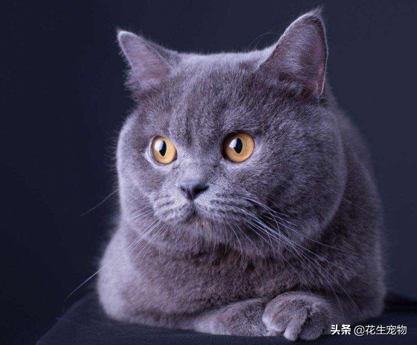 英短蓝猫为什么不建议养,养英短蓝猫一个月多少钱啊