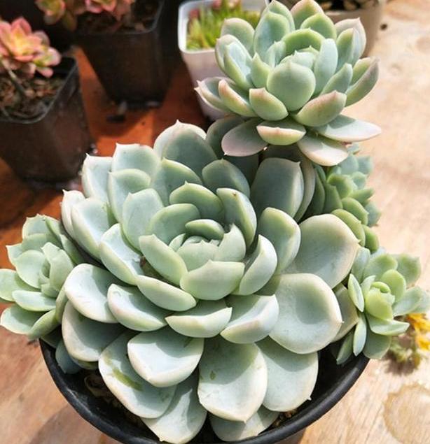 多肉虹之玉叶子变黄褶皱,多肉薄叶蓝鸟叶子褶皱