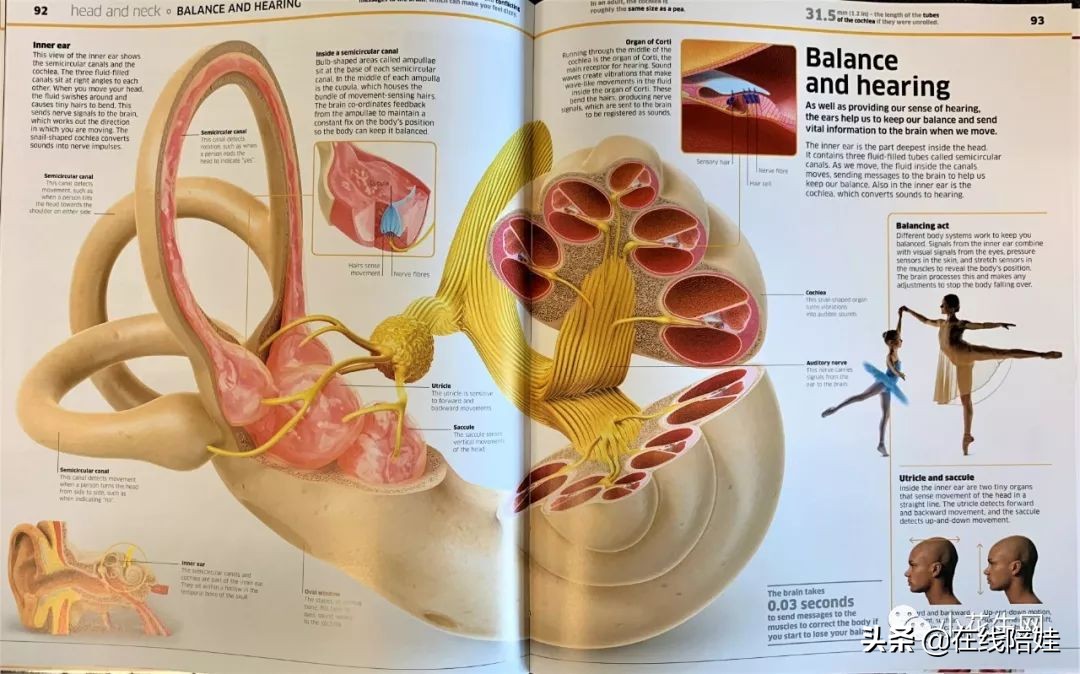 dk知识大百科全套,dk知识大百科书金银版