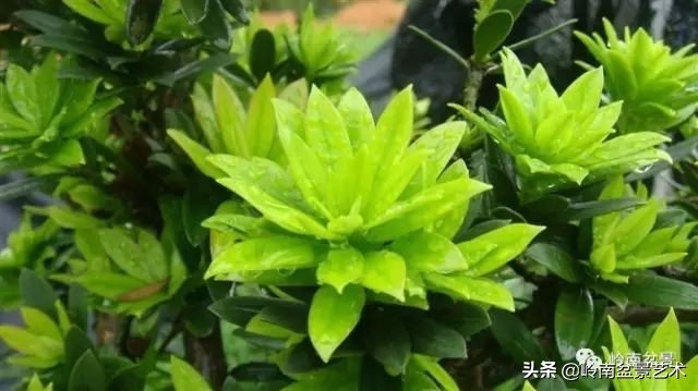 旺财罗汉松,罗汉松招财还是挡煞