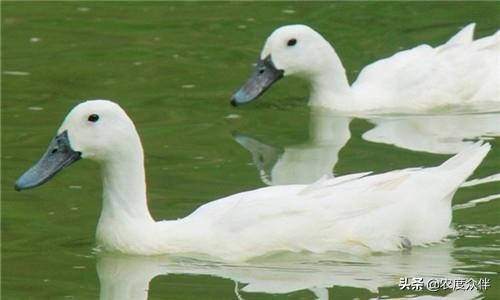 侗寨脱贫致富路线图,侗家妹子创业记