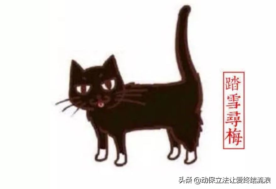 中华田园猫的寿命一般有多少年,中华田园猫哪种捉老鼠最厉害