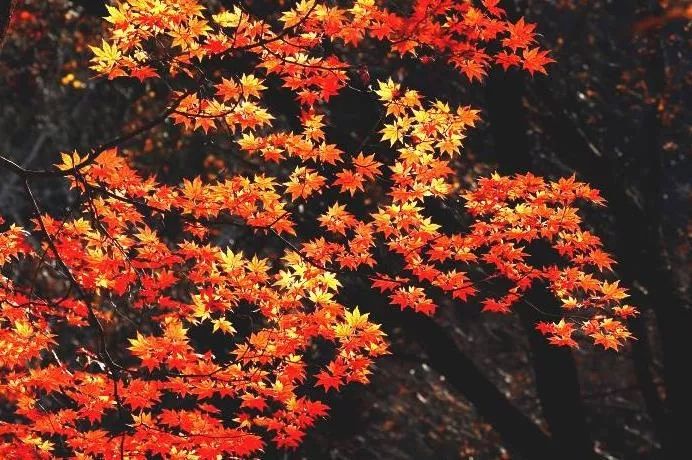 沈阳游玩景点攻略,沈阳游玩景点推荐泡温泉