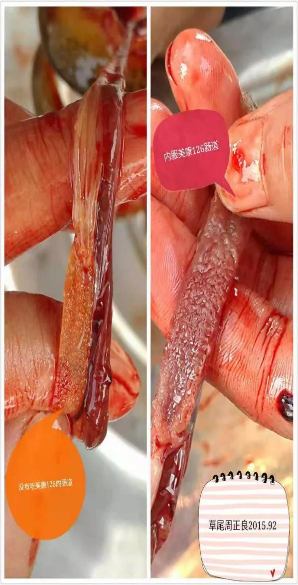 预防鱼病的新思路,预防鱼得病的方法