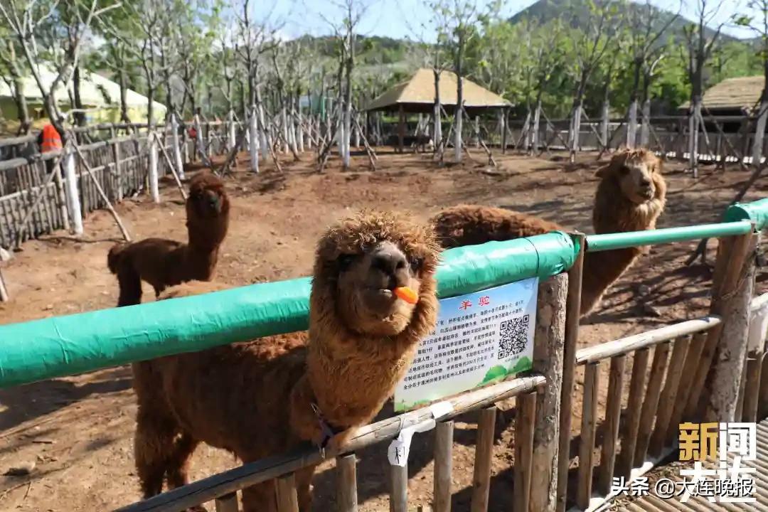 甘井子近郊露营地推荐,大连甘井子免费打卡景点