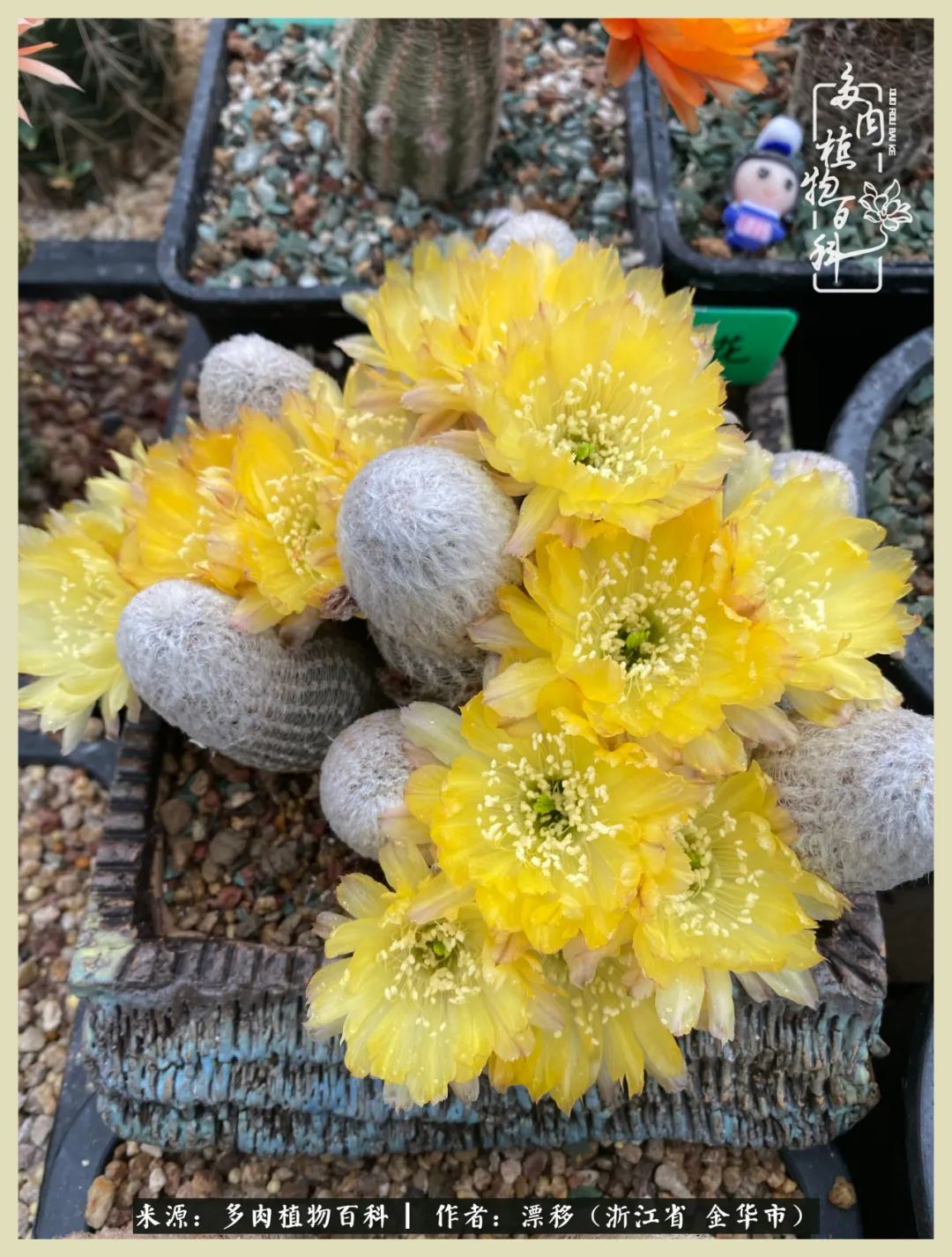 仙人球开花并散发着香味,仙人球花盛开吐露芬芳