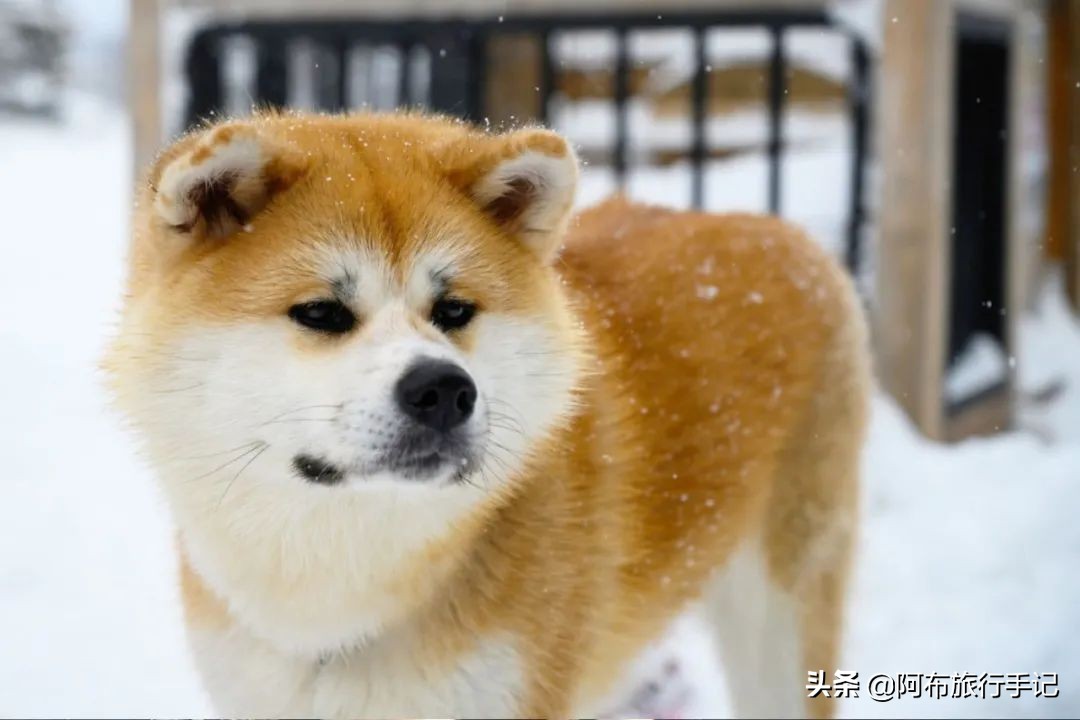 日本涩谷万圣节旅游攻略,日本东京高楼看涩谷万圣节盛况