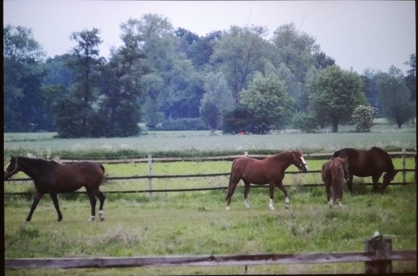 收容所动物安乐死,动物安乐死啥原理