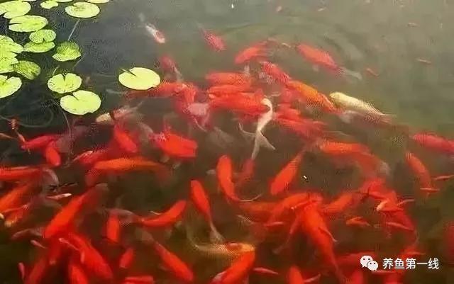 金鱼的种类图片和名字观赏,金鱼的品种分别有哪些图片