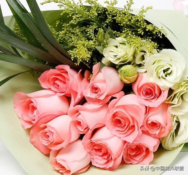 玫瑰花玫红色属于什么品种,最大冠幅玫瑰花是什么品种