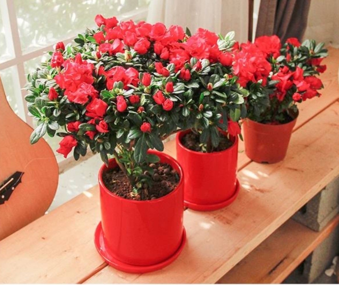 养好杜鹃花用什么土最好,养好杜鹃花的视频