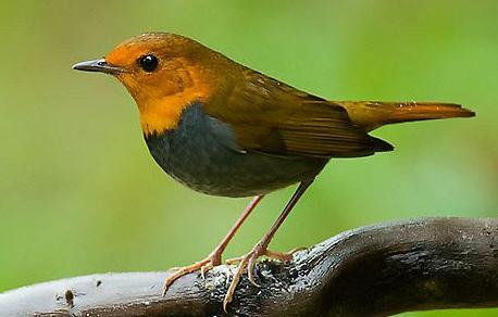 广东常见鸟类图谱和名称图文,东江揽胜鸟类