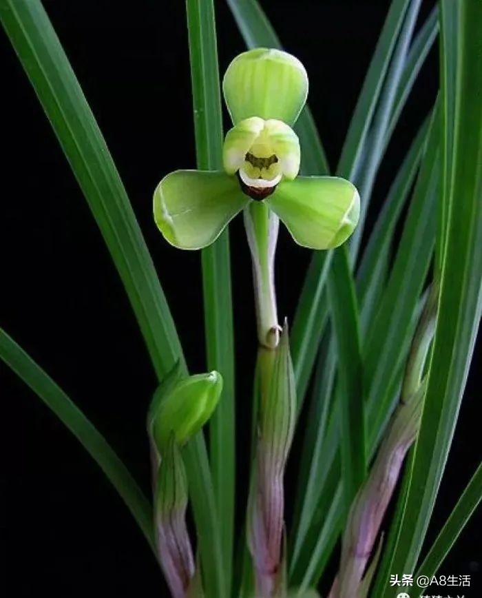 汪字兰花历史,汪姓文化传承