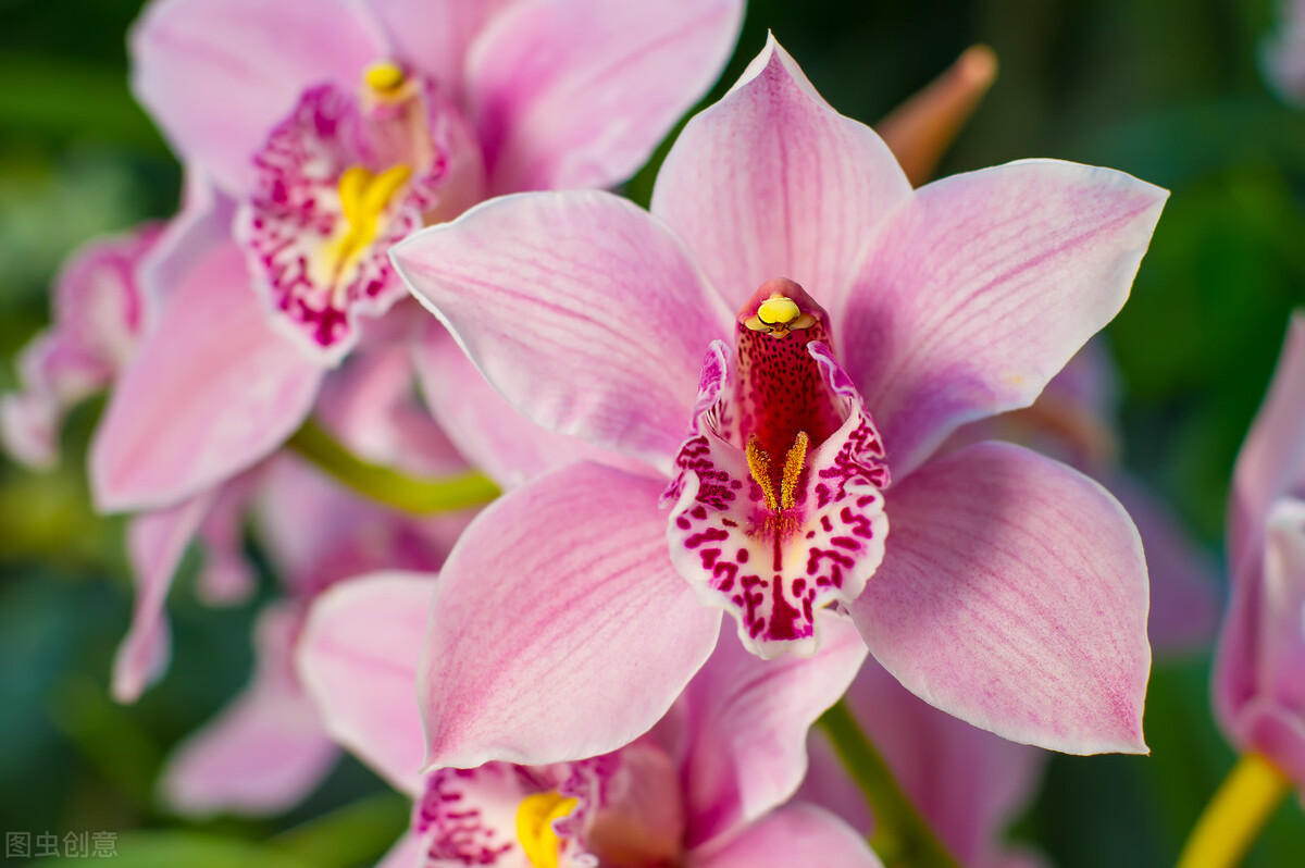 适应在室内养的十种花,天气变凉了花要搬到屋里来吗