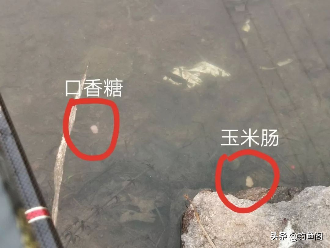 口香糖能不能钓鱼,口香糖钓鱼适合台钓吗