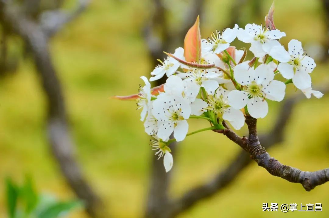 湖北枝江百里洲梨花图片,枝江百里洲梨花观赏时间