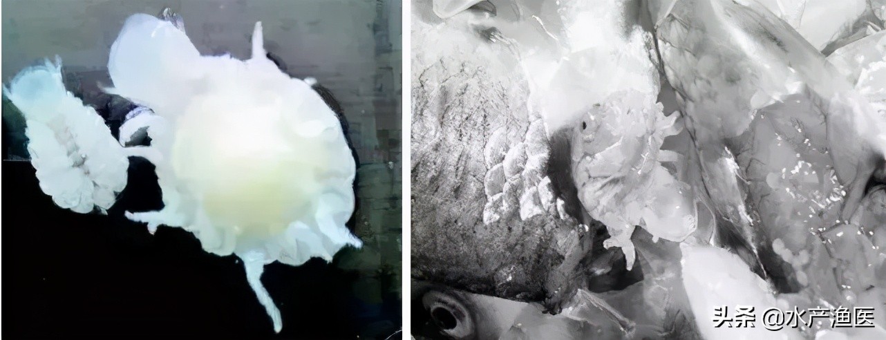 养殖鱼常见体外寄生虫,23种鱼类寄生虫图片库