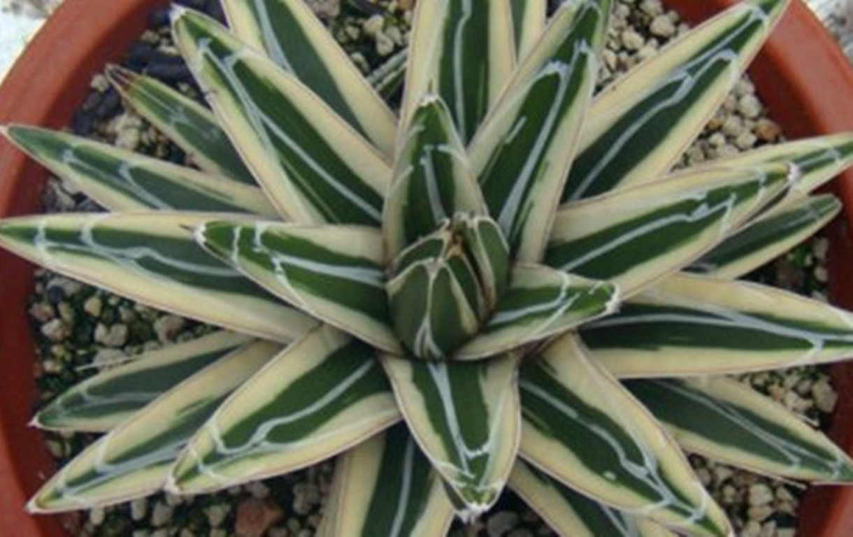 多肉植物龙舌兰养殖方法,龙舌兰多肉植物养殖方法