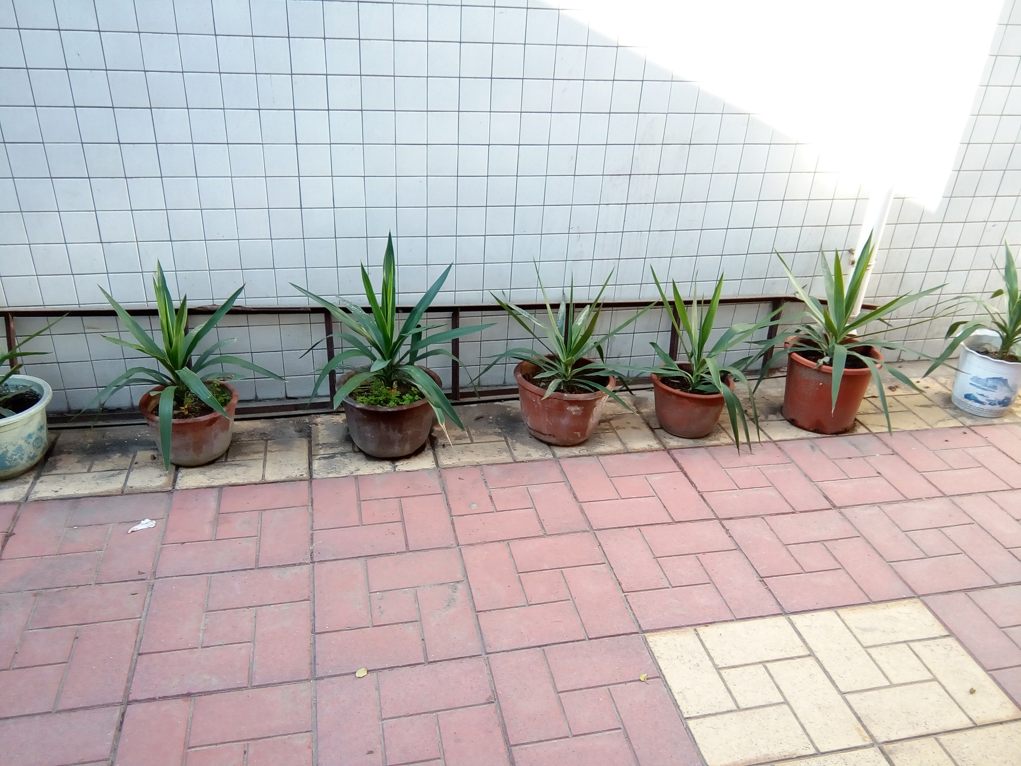 培育十二、三年、免费赠人。再见，一对挺拔的荷兰铁“哥们”!