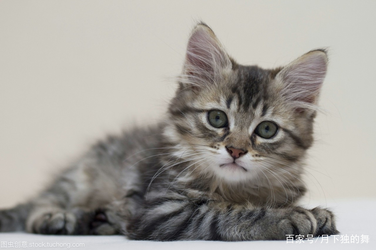 猫咪怕生怎么养熟,成年猫咪出门胆子小怎么纠正