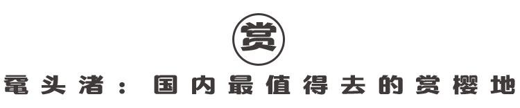 上海周边樱花自驾,上海周边自驾樱花