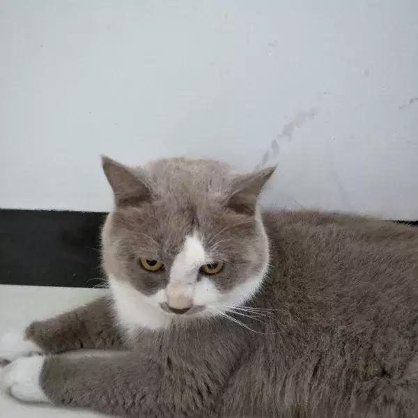 体外驱虫是直接让跳蚤死掉吗,体外驱虫会把狗狗毒死吗