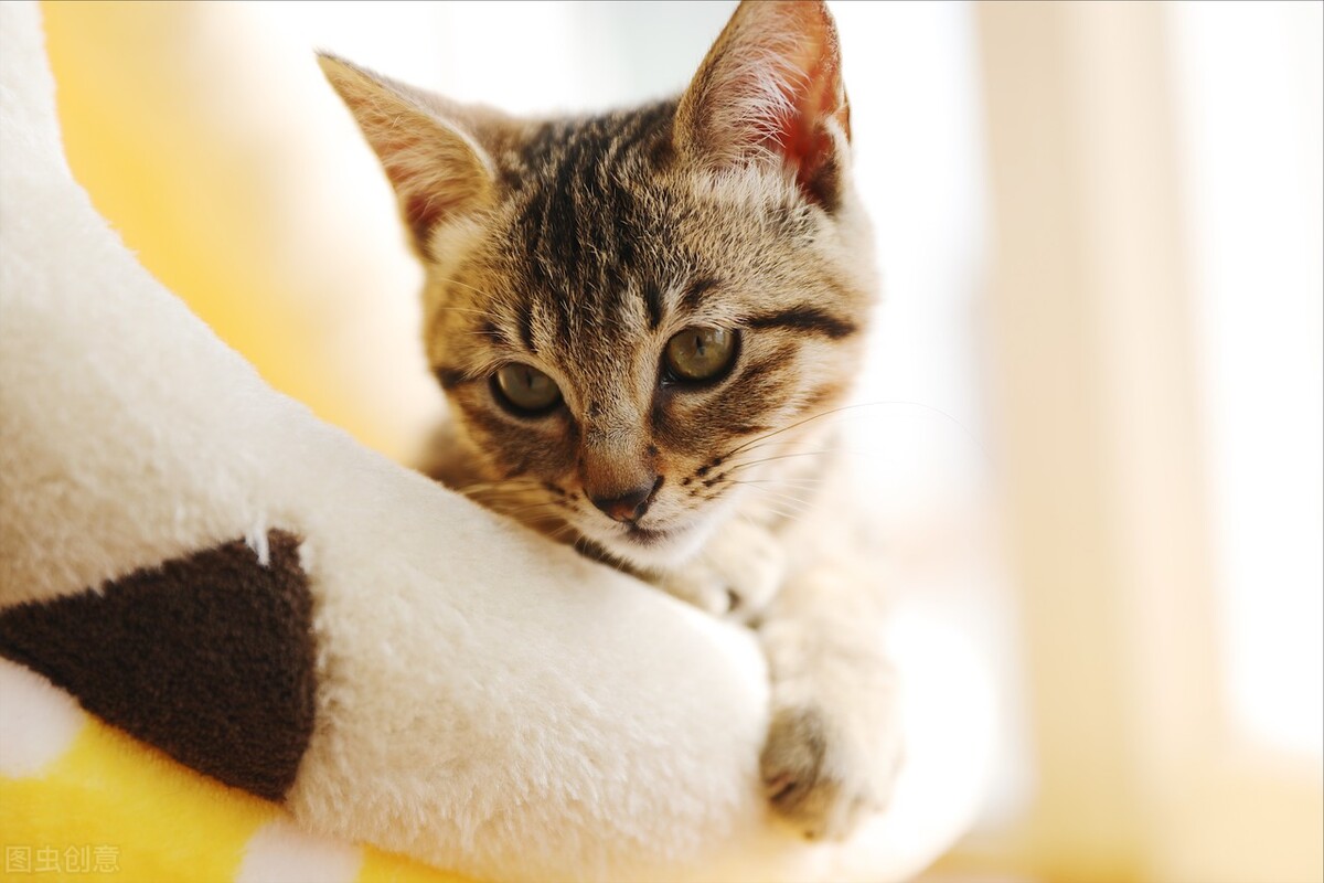 甯歌鐨勪竷绉嶄腑鍗庣敯鍥尗闆呯О,涓崕鐢板洯鐚彜浠ｇ殑闆呯О鏈夊濂藉惉