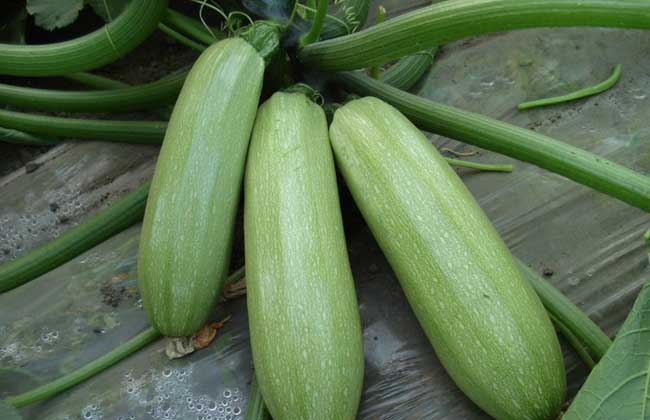 西葫芦结果就腐烂啥原因,西葫芦化瓜的原因及防治