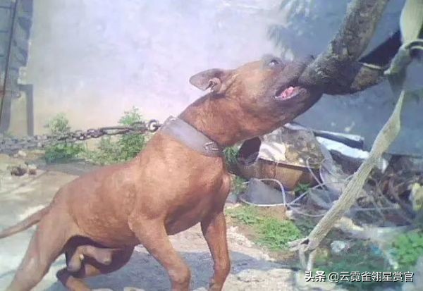 比特犬是最猛的吗,比特犬有多厉害