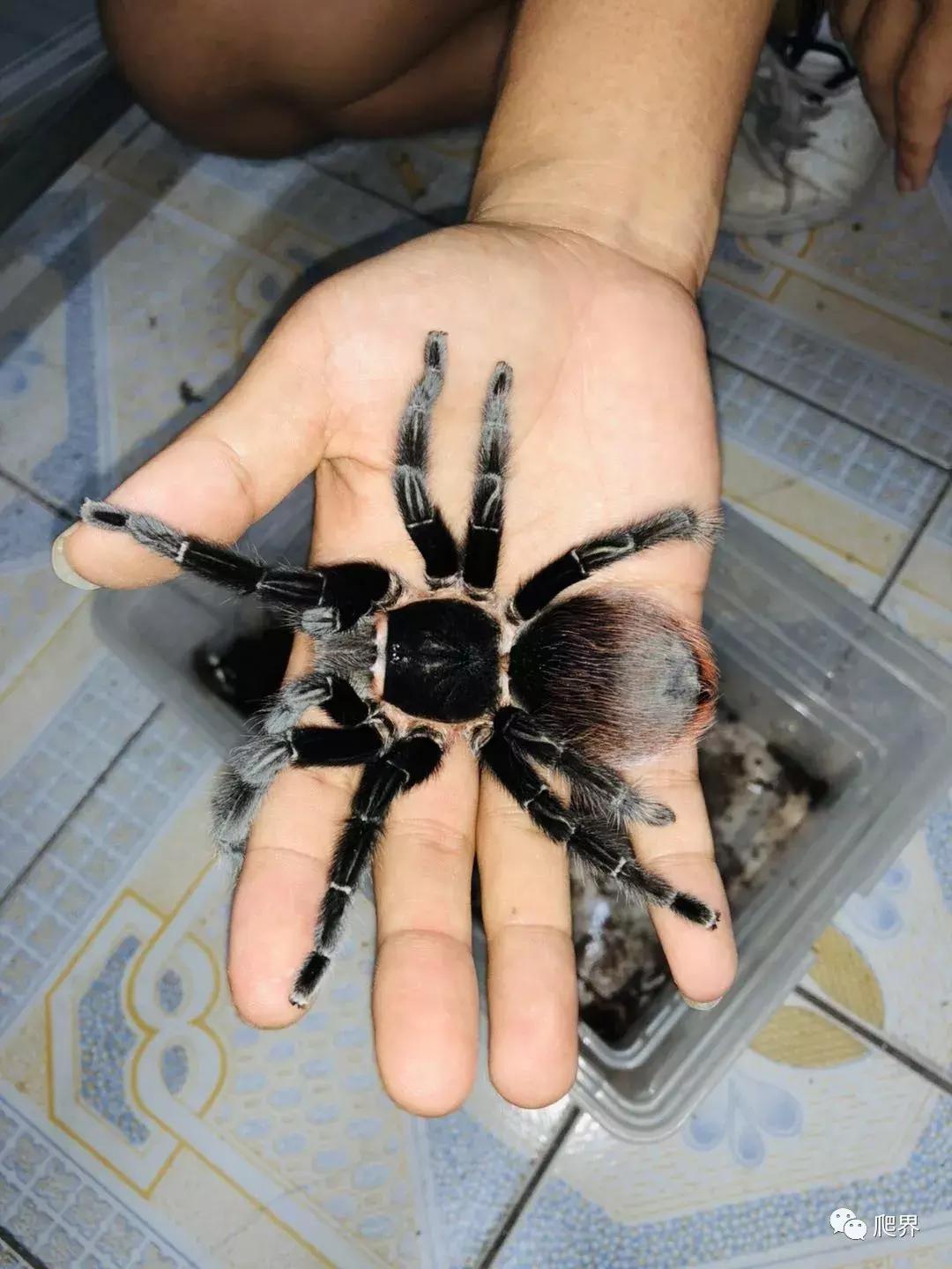 湛江爬宠店,深圳爬宠店在哪里