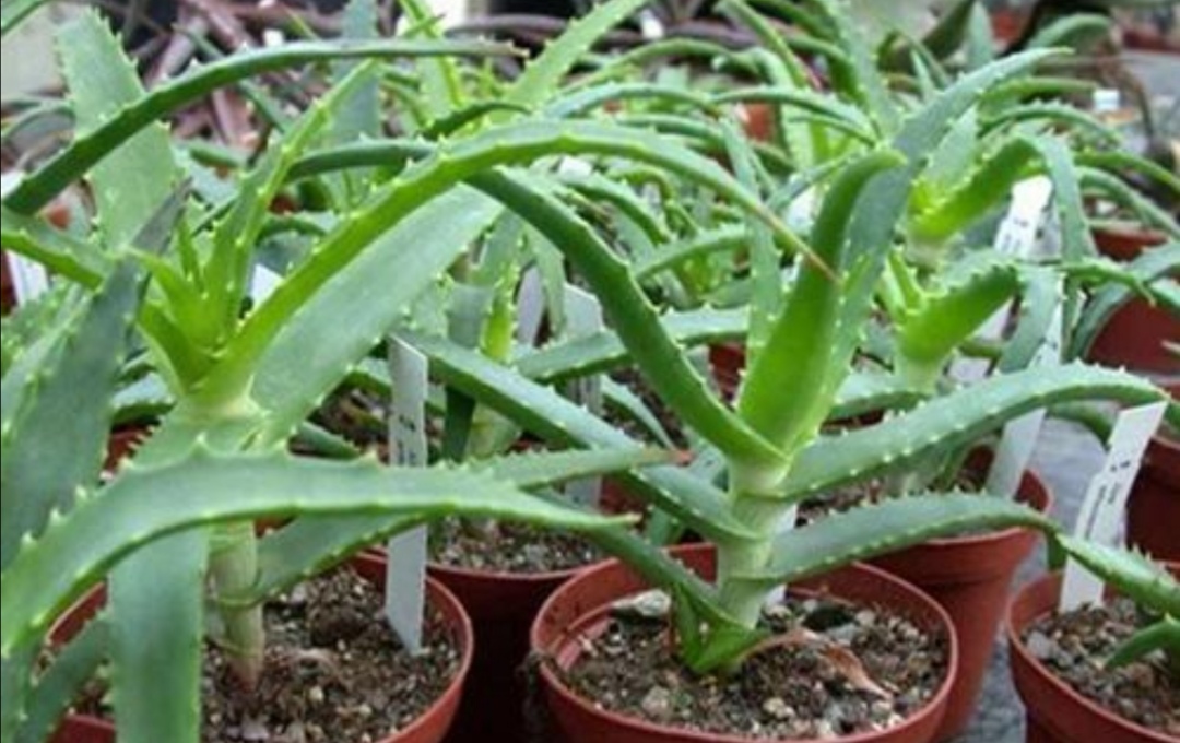 8种好养又好看的室内绿植,100种好看的观叶植物