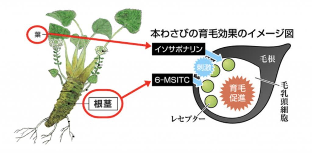 日本山葵洗发水 (山葵洗发护发套装)