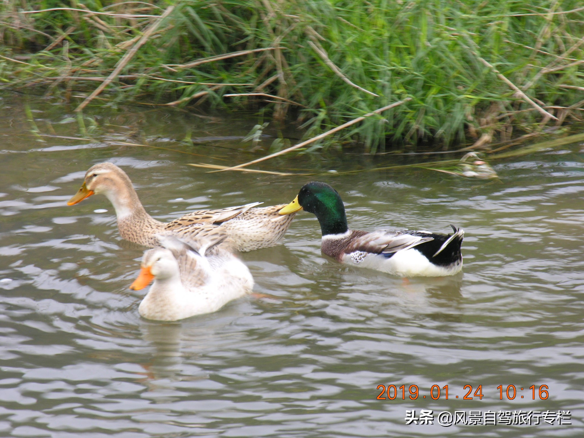 田东棋盘滩景区路好走吗,田东县那拔镇福星村棋盘滩