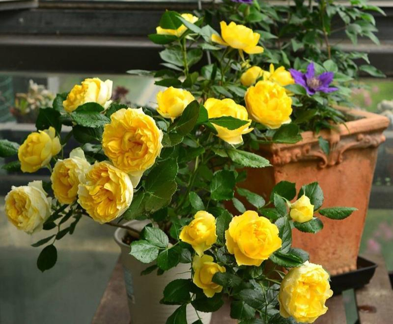 李子柒的院子都种的啥,李子柒推荐的三种花