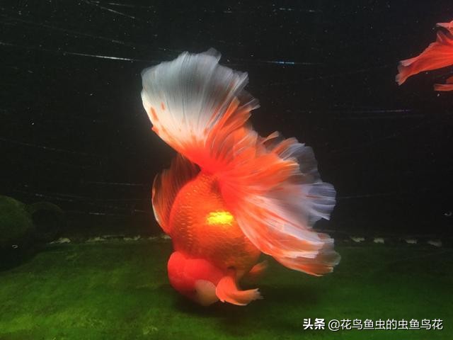 狮子头金鱼病图片,狮子头金鱼疾病有哪些