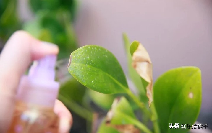 植物浇水浇的次数太多会怎样,植物浇水太多怎么补救