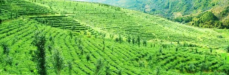 巴马长寿老人长期吃的什么油,巴马老人常年服用哪种油