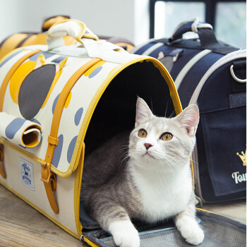 猫咪进猫包训练,如何训练猫咪进猫包