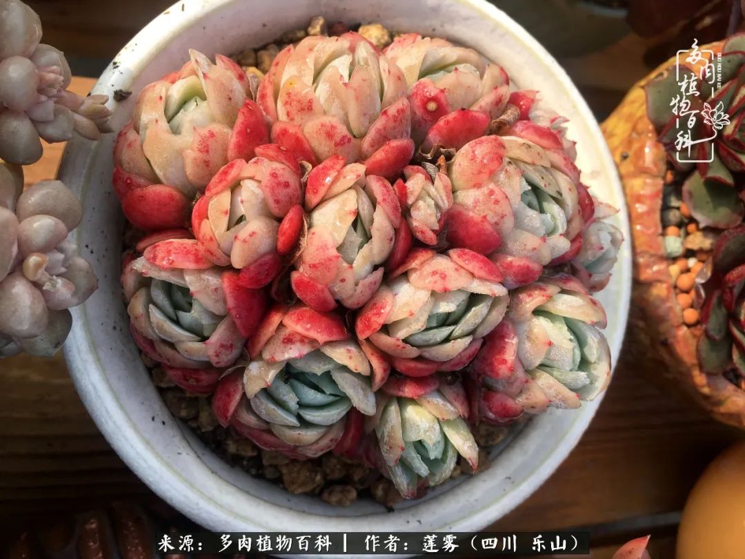 治愈系多肉精灵,初冬携一抹暖阳与多肉相伴