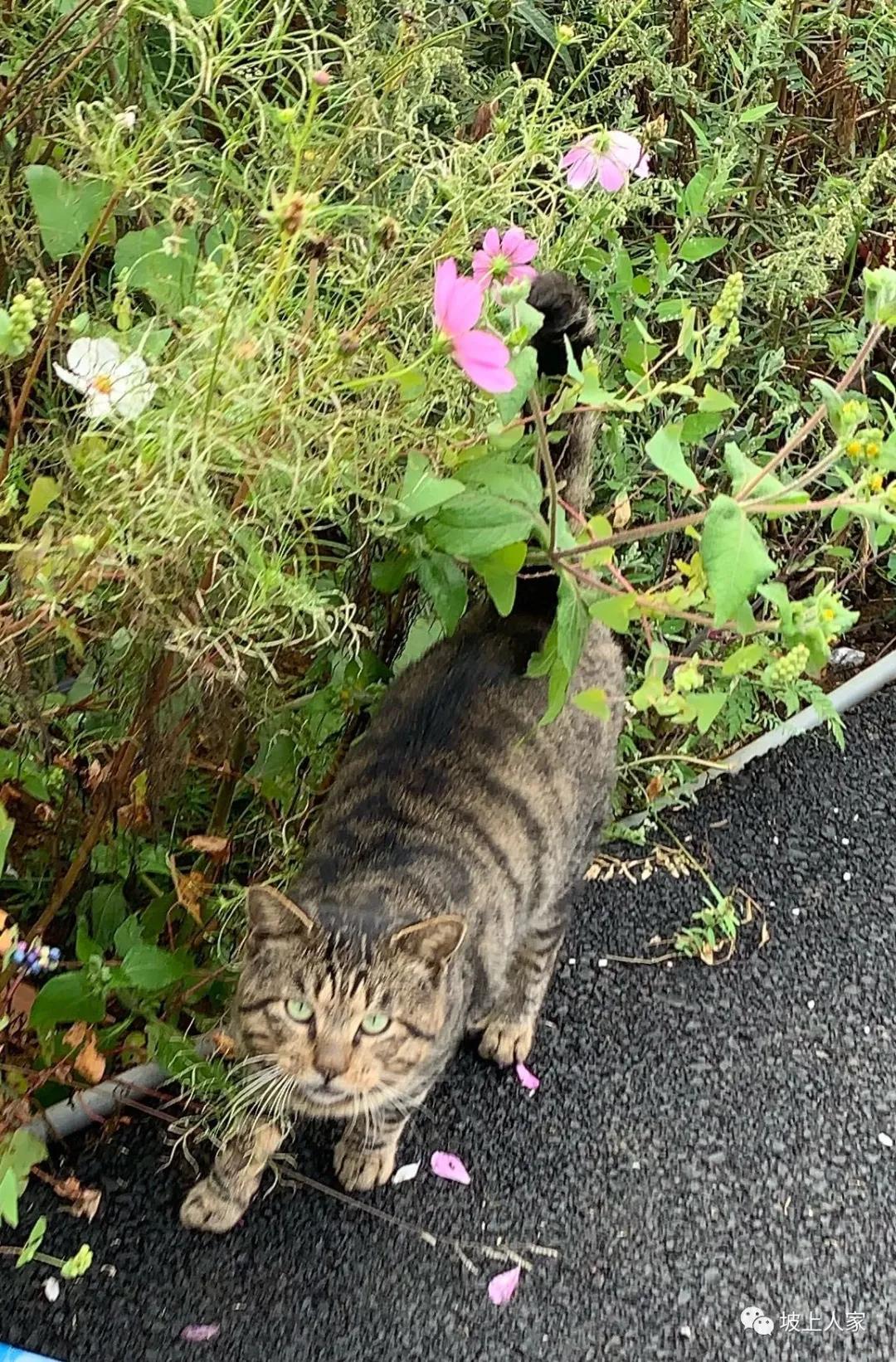 一只宠物猫在外面可以活多久,单独养一只猫它会孤独吗