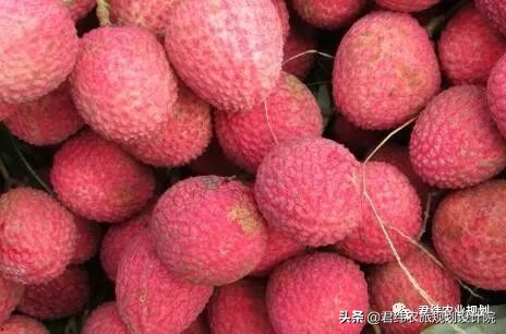 种植水果也有补贴了，哪些种植项目才有补贴？能补贴多少钱？