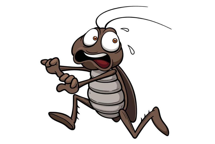 为什么把蟑螂踩死蟑螂会越来越多,涨知识野火烧不尽