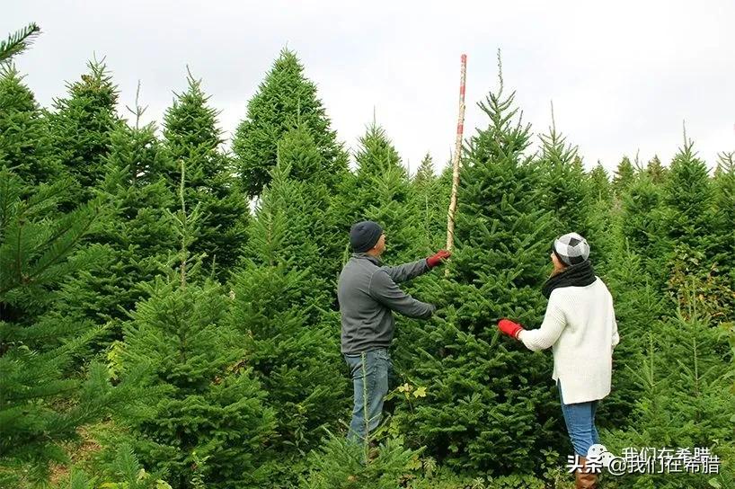 在希腊应该买些什么东西,在希腊买什么