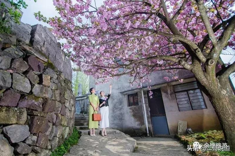 浙江看日本樱花最佳地方,浙江赏樱花最佳地排行榜