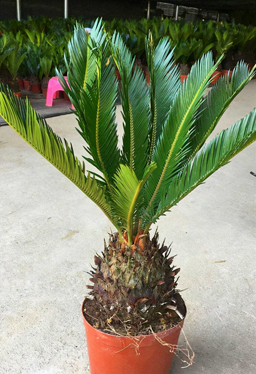 铁树用什么土好养活啊,铁树最好养的品种